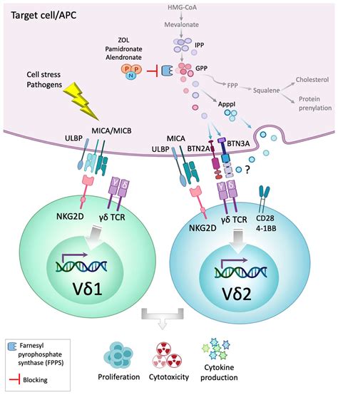 alpha beta t cells|15.4C: B Cells and T Cells .